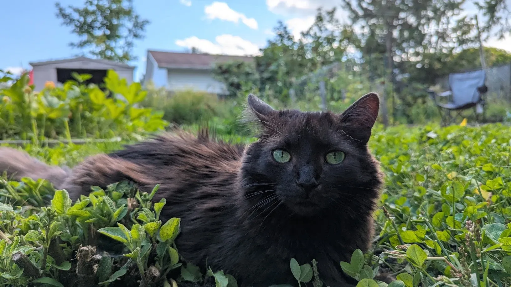 Cashew, a fluffy black cat with green eyes, lying in the clover in the backyard garden
